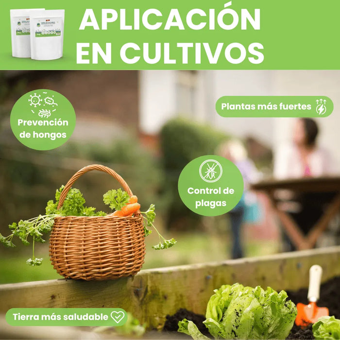 Terra diatomácea micronizada - Remi Hogar