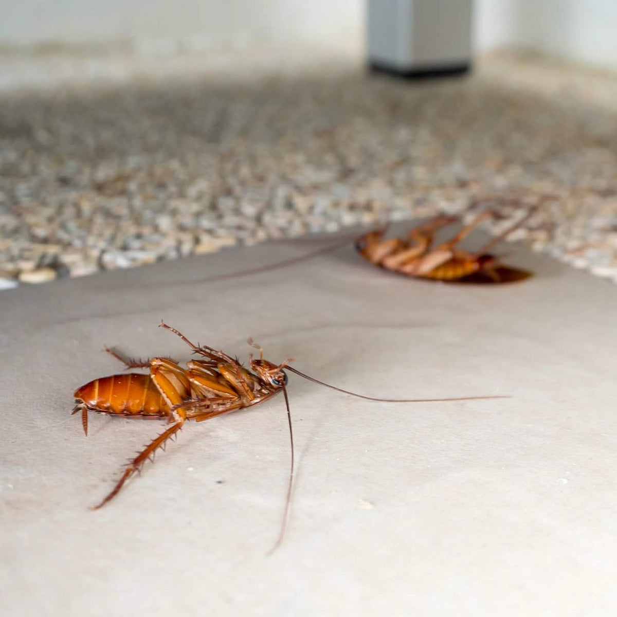 Gel Insecticida Cucarachas - Protect Home - Remi Hogar