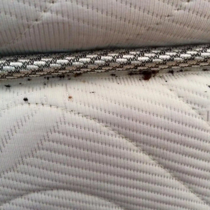 Detector de chinches por reacción luminosa - Bluestar Cimex