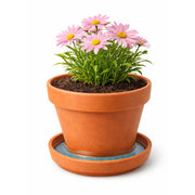 GuppyTrap sistema natural antimosquitos para macetas y agua estancada 5 unidades