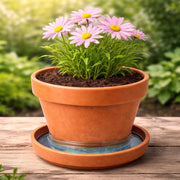 GuppyTrap sistema natural antimosquitos para macetas y agua estancada 5 unidades