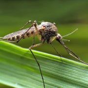 Insecticida Antimosquitos para Exteriores Bayer 500ml
