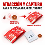 Tobaguard CB Trampa para Escarabajo del Tabaco Feromonas para Lasioderma serricorne pack 10 Unidades