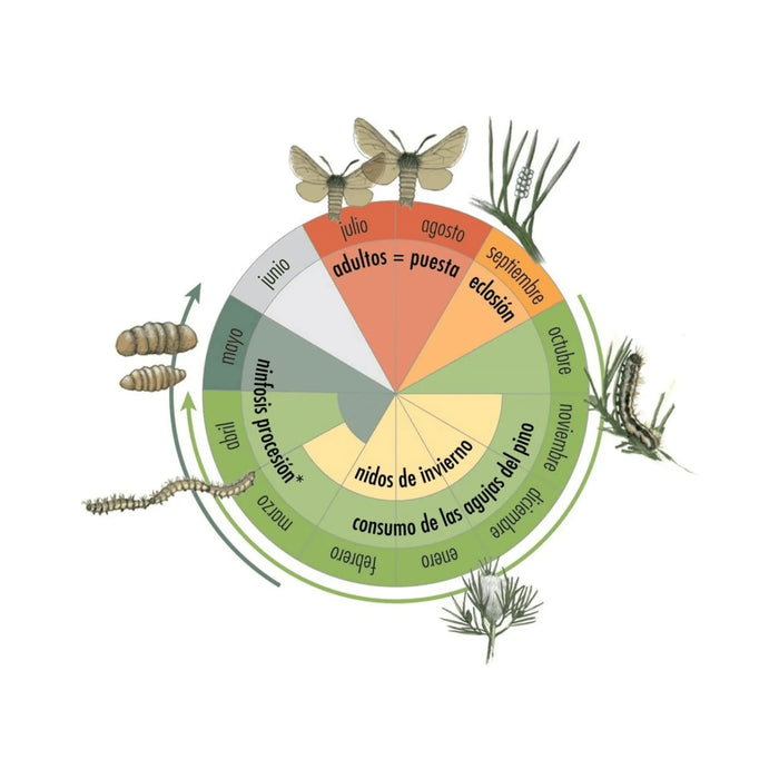 Armadilha Balde para Lagarta Processionária - Procerex 