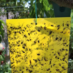 Trampas adhesivas de doble cara sin insecticidas ni biocidas 10 unidades Preben Jardín