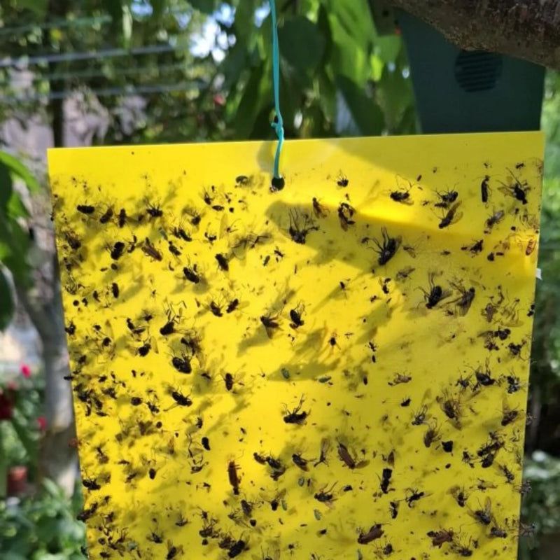 Trampas adhesivas de doble cara sin insecticidas ni biocidas 10 unidades Preben Jardín