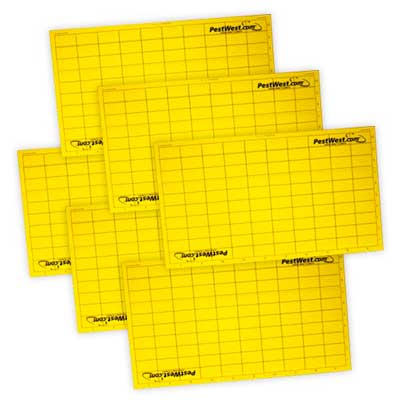 Placa Adhesiva Chameleon Recambio Insectocaptor - PestWest - Remi Hogar